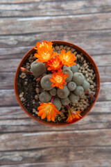 Cactus plant with flowers