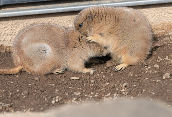 仲良しな二匹のプレーリードッグ