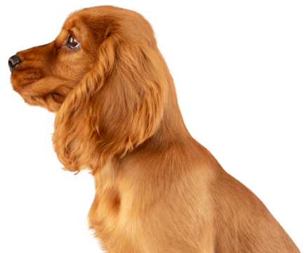 Side view of purebred, adorable dog, English cocker spaniel calmly sitting and looking straight isolated on transparent background. Concept of animals, care, pet friend, domestic purebred dog