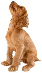 Purebred, adorable dog, English cocker spaniel calmly sitting and looking upwards isolated on...