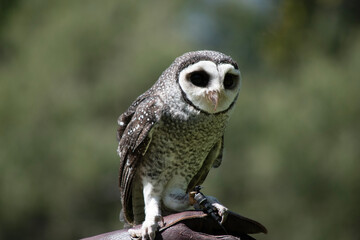 The lesser sooty owl is a dark sooty-grey in color, with large eyes in a grey face, fine white spotting above and below, and a pale belly.