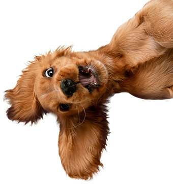 Playful, adorable, cute purebred dog, English cocker spaniel puppy lying, playing and smiling isolated on transparent background. Concept of animals, care, pet friend, domestic purebred dog
