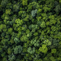 Aerial view of a sprawling forest, where search and rescue teams comb through dense foliage in their quest to find Josh. The natural color palette and expansive landscape emphasize the enormity 