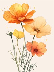 Clean and minimalistic artwork portraying yellow and peach cosmos flowers in a subdued watercolor style, accentuated by gentle lines and set against a pristine white background. - obrazy, fototapety, plakaty