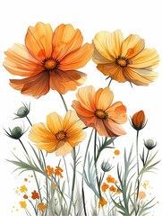 Watercolor painting illustration of yellow, orange, peach cosmos flowers against a white backdrop.