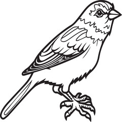 Sparrow coloring pages. Sparrow bird outline vector for coloring book