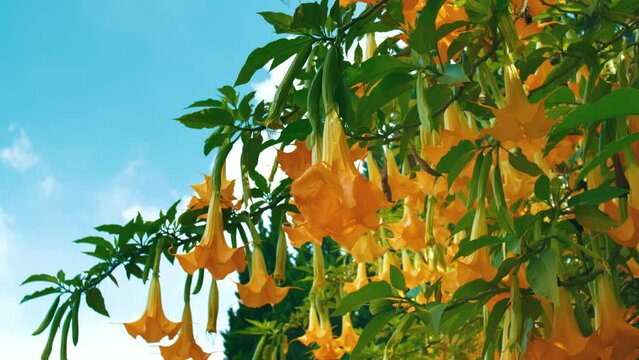 Vibrant yellow trumpet flowers hanging from a lush green tree against a clear blue sky.