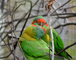 The musk lorikeet is mainly green and it is identified by its red forehead, blue crown and a distinctive yellow band on its wing.