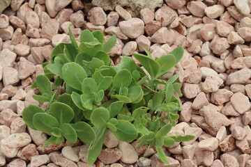 Lush sedum spectabile plant on pebble background