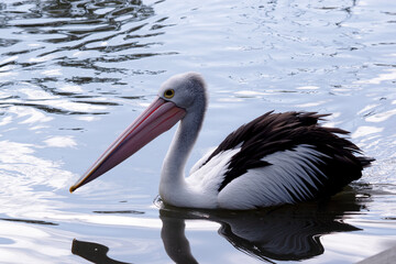 Australian pelicans are one of the largest flying birds. They have a white body and head and black wings. They have a large pink bill