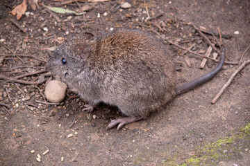 The Long-nosed Potoroo have a brown to grey upper body and paler underbody. They have a long nose that tapers with a small patch of skin extending from the snout to the nose. - obrazy, fototapety, plakaty