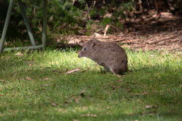 The Long-nosed Potoroo have a brown to grey upper body and paler underbody. They have a long nose that tapers with a small patch of skin extending from the snout to the nose.
