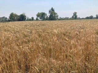wheat field in the summer
