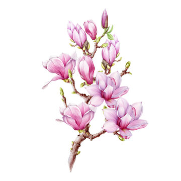 Magnolia branch with flowers watercolor illustration. Hand painted vintage style spring tender blossoms on the twig. Spring magnolia branch element on white background