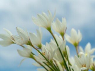 Closeup of blooming white Zephyranthes flowers