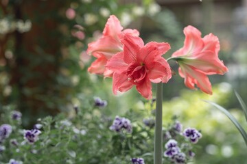 Pretty pink amaryllis flowers in the green field