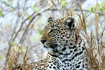 Closeup shot of a Sinai leopard relaxing during the day in a reserve