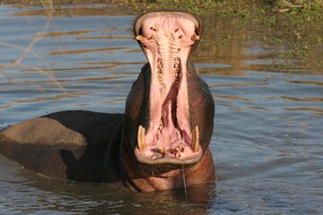 Hippopotamus in pond with open mouth, big teeth wide jaw in Sabi Sands, national park, South Africa