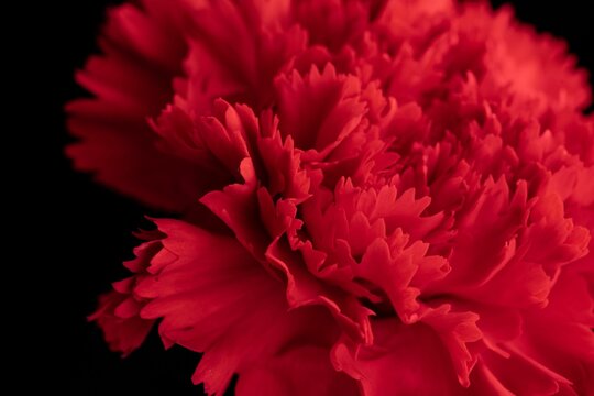 Closeup of a red flower on the black background