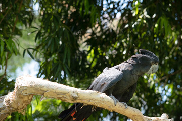 the red tailed black cockatoo is a black bird with a red under its tail and a grey beak