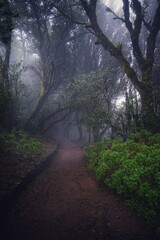 Vertical shot of a forest path between green plants and trees with mist in the air
