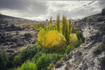Beautiful yellow and green plants growing between burnt and arid land in the countryside