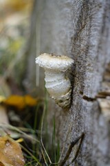 Vertical shot of a mushroom at a tree trunk with blurry background