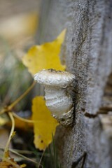 Vertical shot of a mushroom at a tree trunk with blurry background