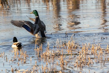 Wild ducks on a on a calm lake