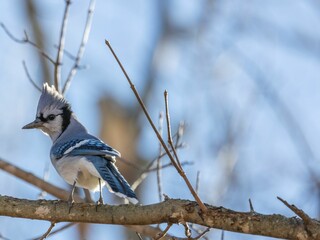 Closeup shot of a blue jay bird perching on a tree branch against a blurred background