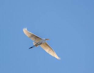 Crane flying under a blue sky