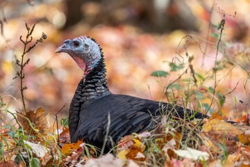Closeup shot of a wild turkey lying on autumnal forest ground