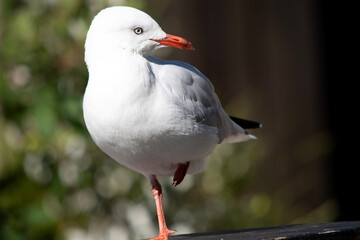 Seagulls are known for their white and gray feathers, strong beak and webbed feet.