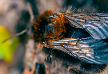 bumblebee wings 