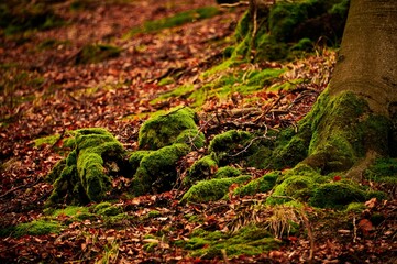 Close-up shot of mossy tree roots in a forest surrounded by foliage