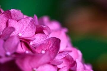 Obraz na płótnie Canvas Close-up shot of a pink Hydrangea growing in a garden