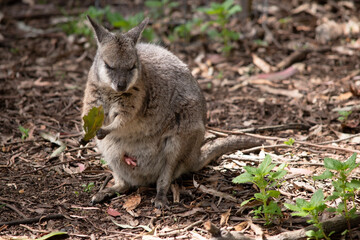 the tammar wallaby has a joey in her pouch with the feet sticking out