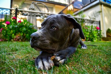 Close-up shot of a black labrador retriever pit bull laying on the grass