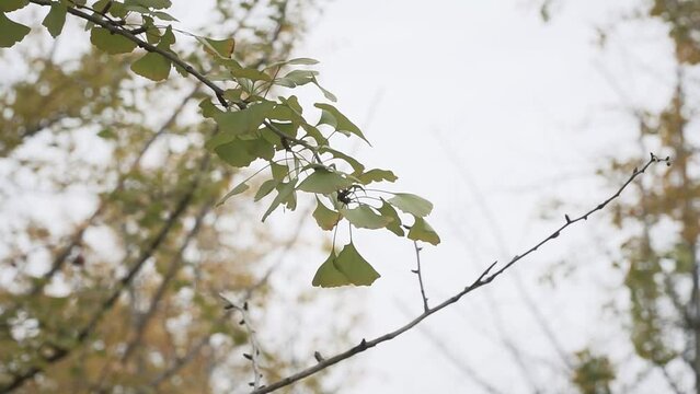 Beautiful view of swaying from wind tree branches with leaves in a forest
