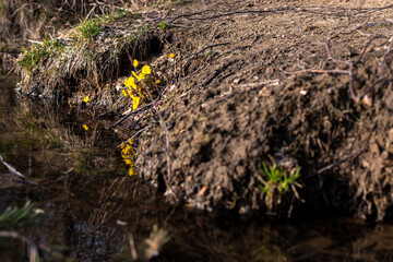 Selective focus of yellow flowers and a fallen branch on a shore of a lake in Moscow, Russia