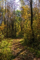Vertical shot of a narrow trail in a park on a sunny autumn day