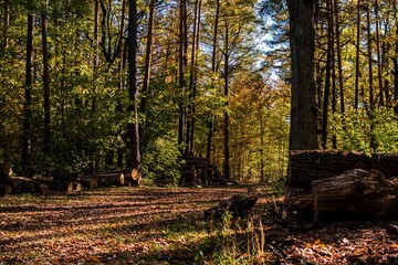 Beautiful view of a colorful autumnal forest in Gomel
