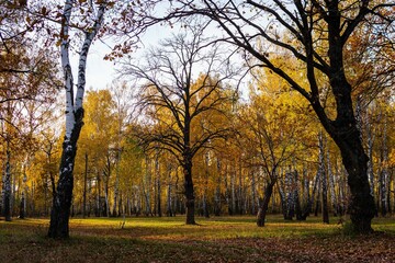 Naklejka premium Colorful and naked trees in the park in autumn, Gomel, Belarus