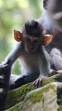 baby monkey with big ears looking down