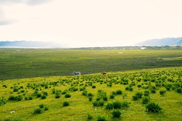 Mesmerizing landscape of a green pasture with grazing cows