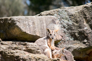 The yellow footed rock wallaby and joey are standing on a rock face