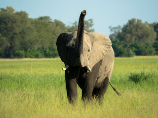 A single elephant walks in the savanna looking for food surrounded by green vegetation during the...