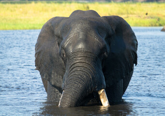 African bull elephant enjoys a long and refreshing swim in the fresh water of the Chobe River....