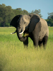 A single elephant walks in the savanna looking for food surrounded by green vegetation during the...