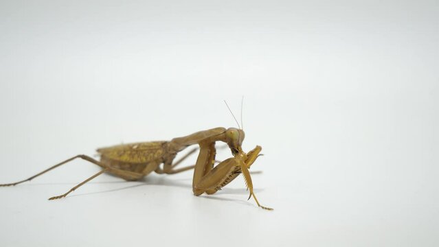 カマキリの捕食シーンC-4 (カマキリの捕食シーンC-1～C-4の4つの動画を繋ぎ合わせると、エサを捕獲してから完食するまでのワンシーンが完成します。)